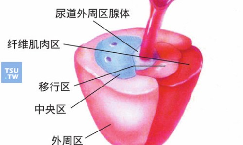 前列腺炎的症状-前列腺炎轻度症状网前列腺炎的症状和治疗方法知识网站,分享前列腺炎的症状和治疗方法大全